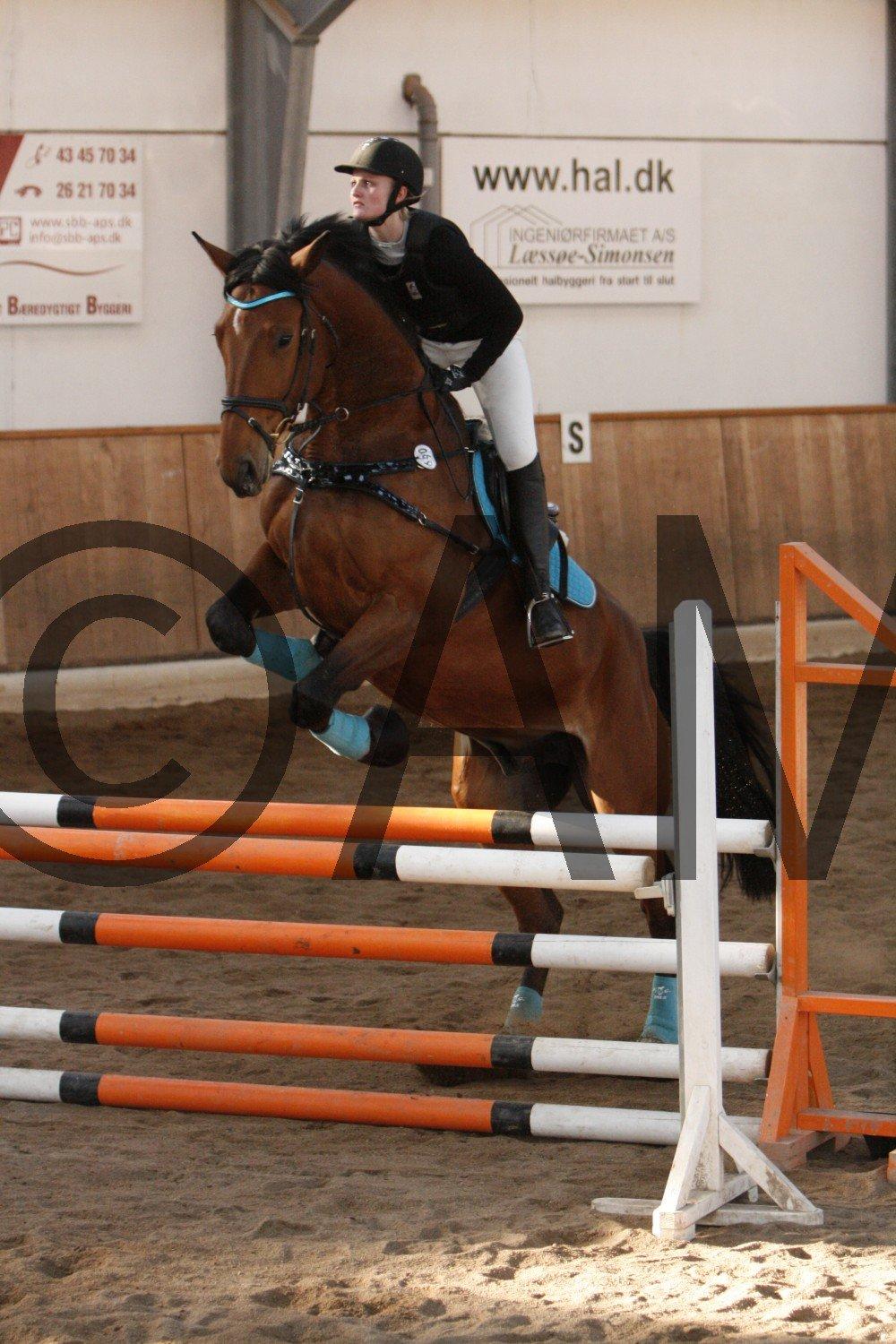 17/03 - 13 | Glostrup rideklub, spring billede 240