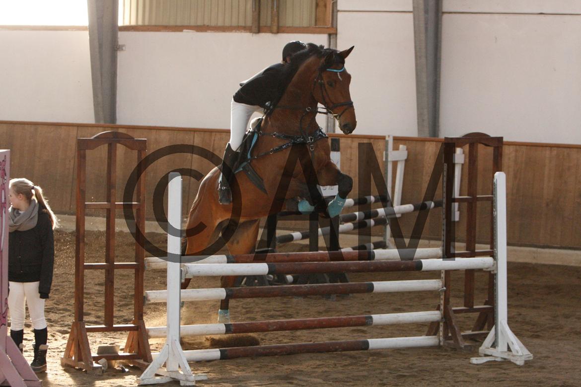 17/03 - 13 | Glostrup rideklub, spring billede 241