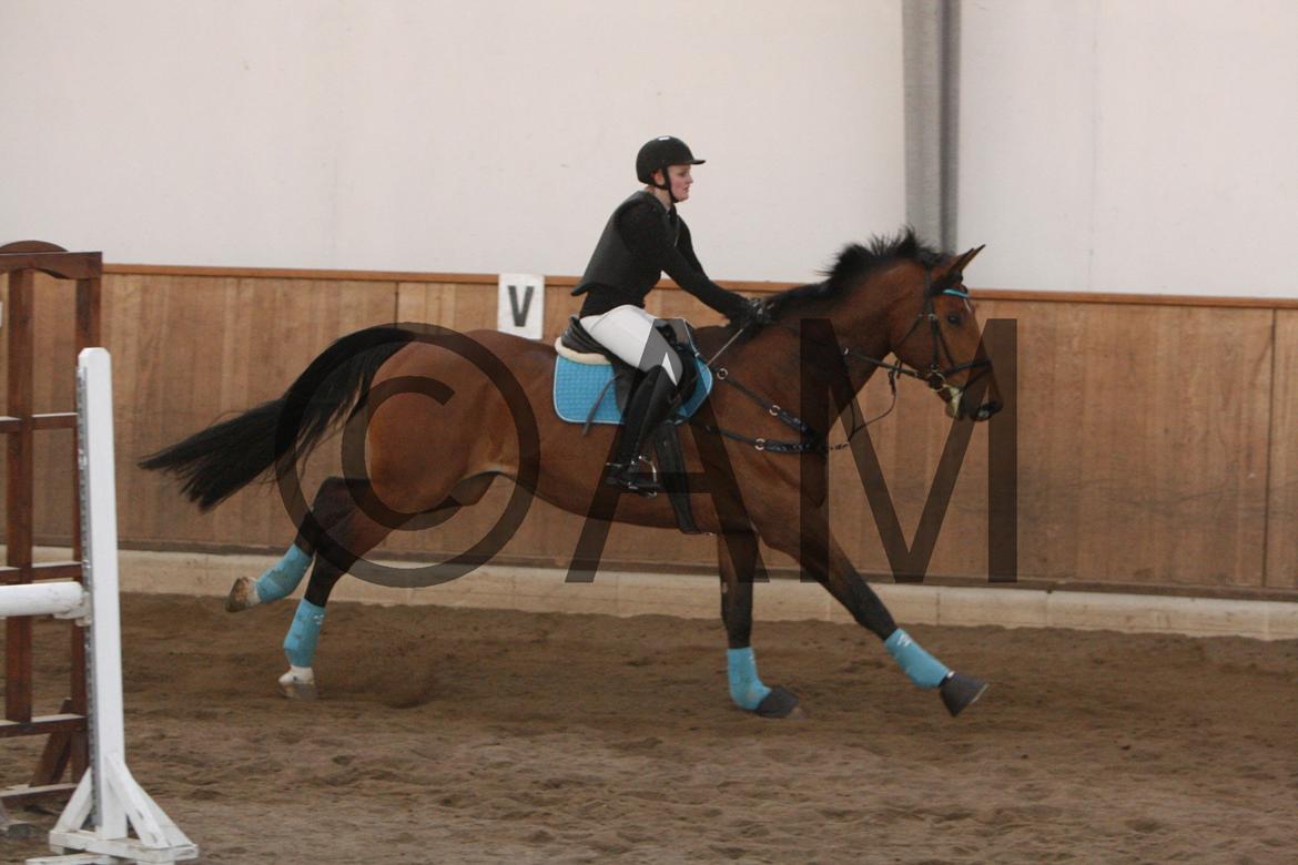 17/03 - 13 | Glostrup rideklub, spring billede 243