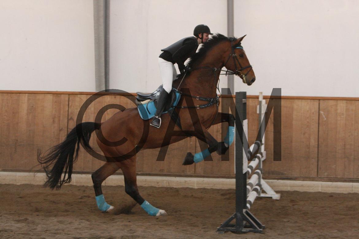 17/03 - 13 | Glostrup rideklub, spring billede 244