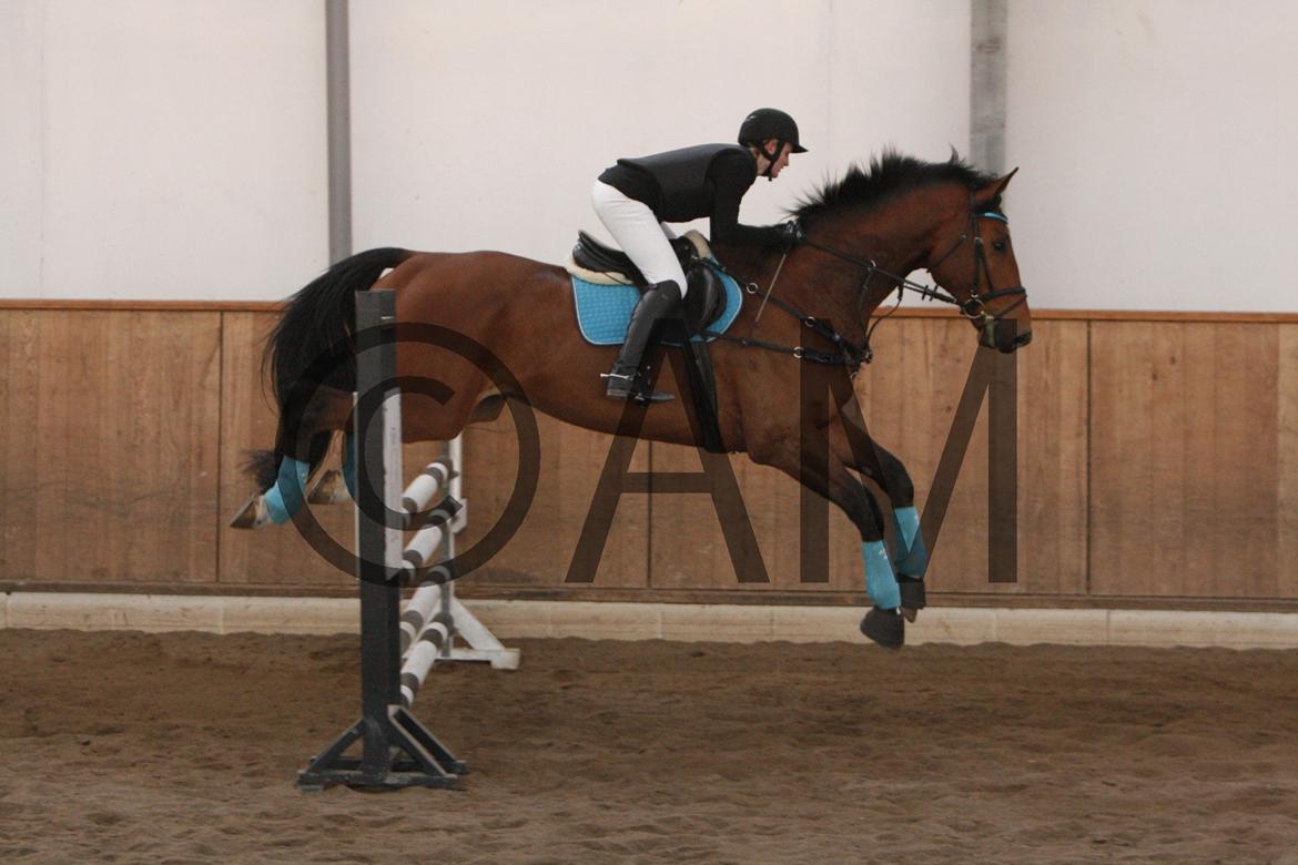 17/03 - 13 | Glostrup rideklub, spring billede 245