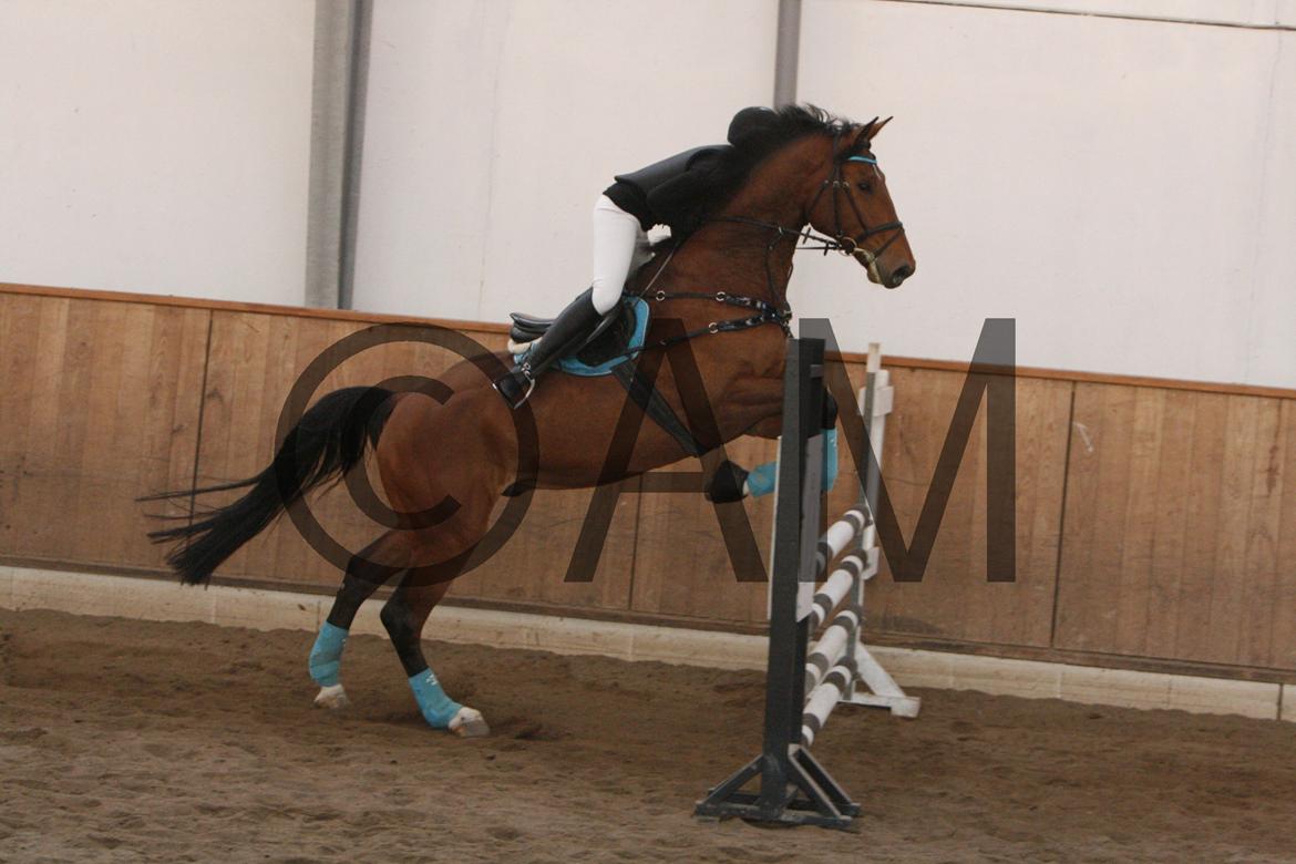 17/03 - 13 | Glostrup rideklub, spring billede 248