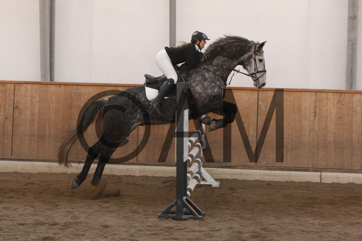 17/03 - 13 | Glostrup rideklub, spring billede 250