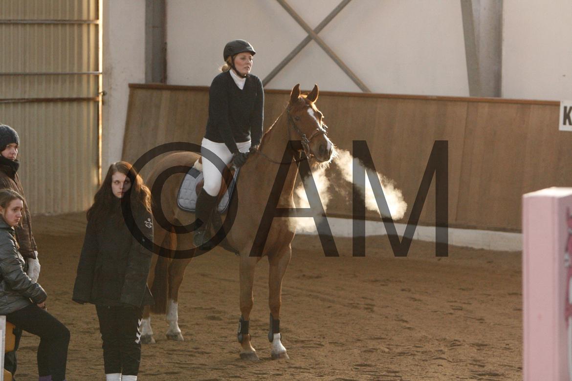 17/03 - 13 | Glostrup rideklub, spring billede 255
