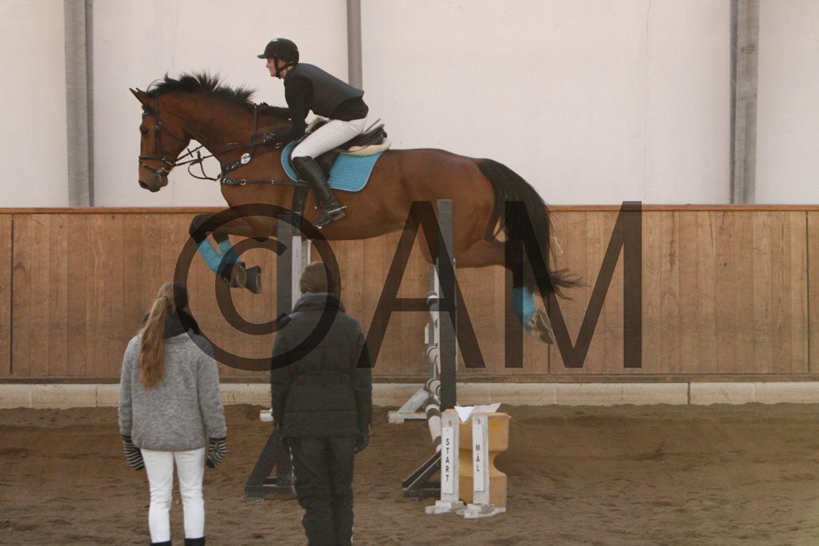 17/03 - 13 | Glostrup rideklub, spring billede 264