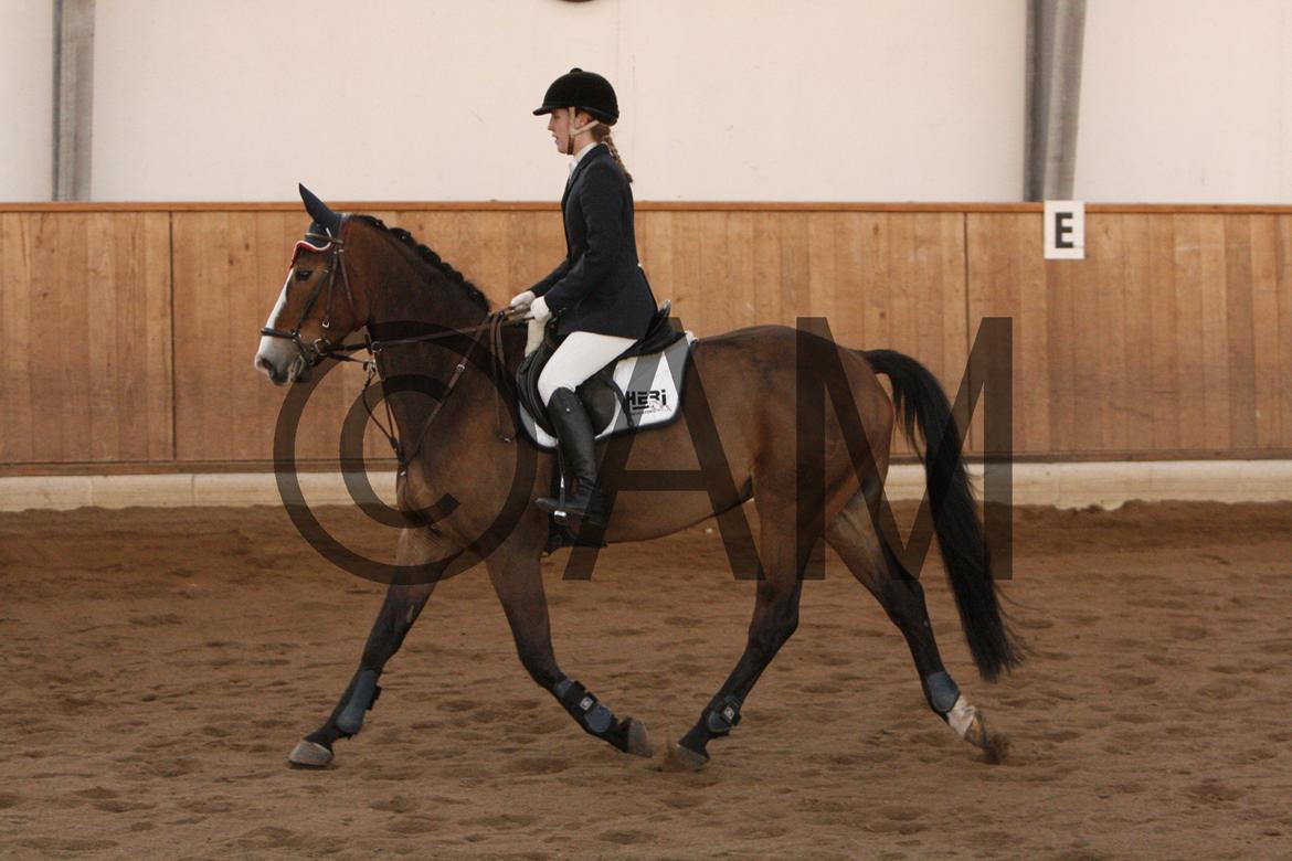 17/03 - 13 | Glostrup rideklub, spring billede 269