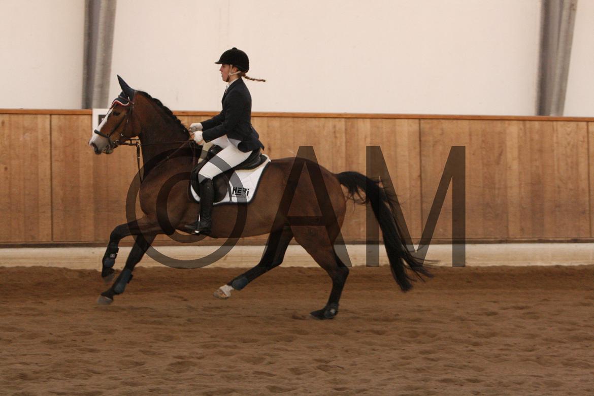 17/03 - 13 | Glostrup rideklub, spring billede 272