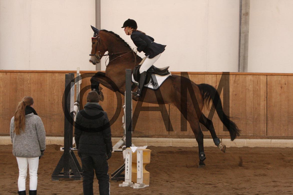 17/03 - 13 | Glostrup rideklub, spring billede 273