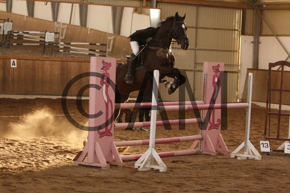 17/03 - 13 | Glostrup rideklub, spring billede 288