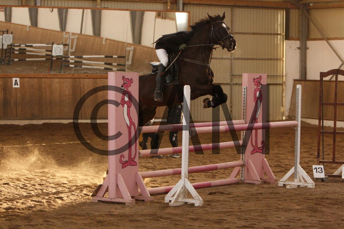 17/03 - 13 | Glostrup rideklub, spring billede 290