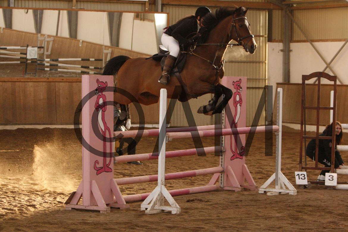 17/03 - 13 | Glostrup rideklub, spring billede 293