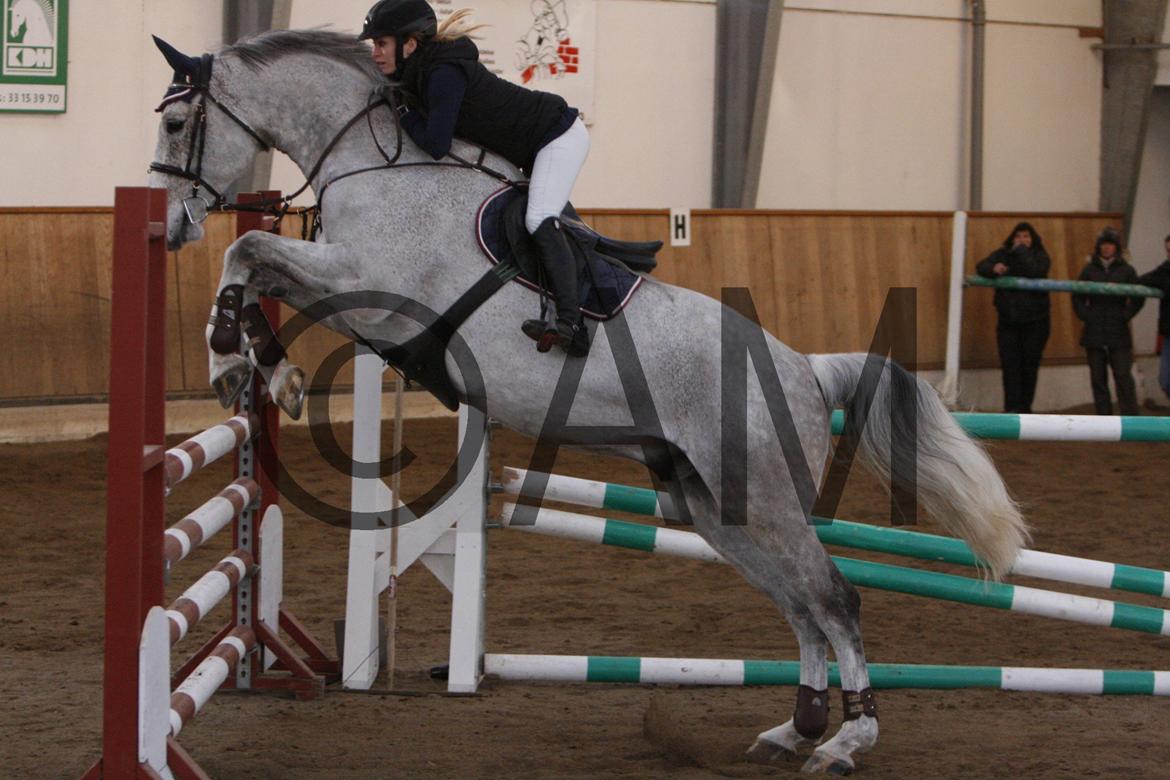 17/03 - 13 | Glostrup rideklub, spring billede 298