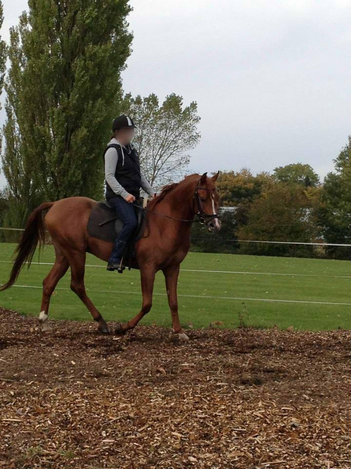 Forskellige af Amir & Jones. :P + Lidt jagtbilleder billede 2