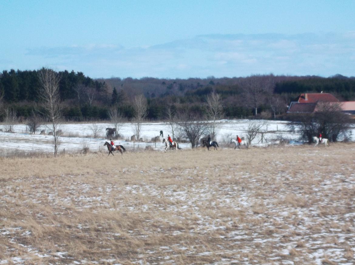 Forskellige af Amir & Jones. :P + Lidt jagtbilleder billede 7