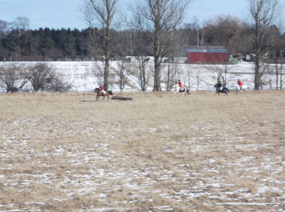 Forskellige af Amir & Jones. :P + Lidt jagtbilleder billede 8