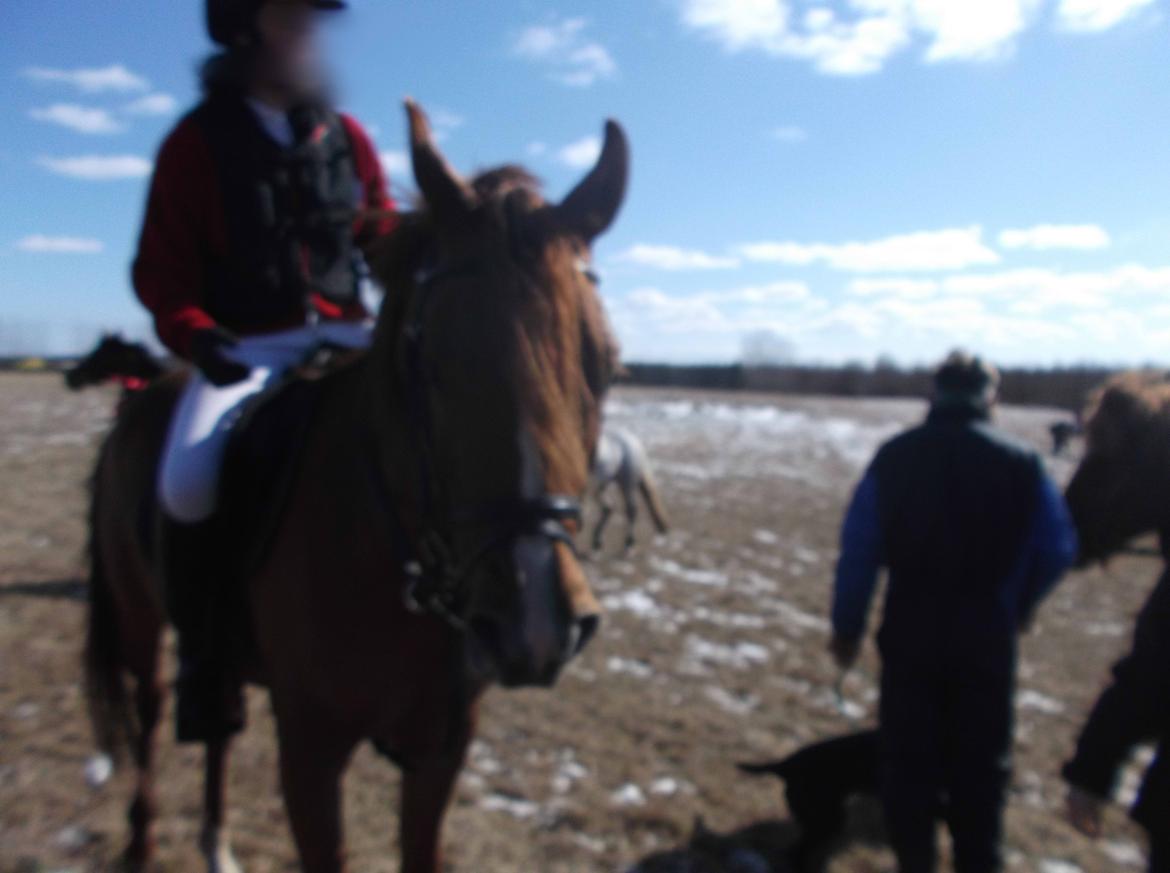 Forskellige af Amir & Jones. :P + Lidt jagtbilleder billede 14