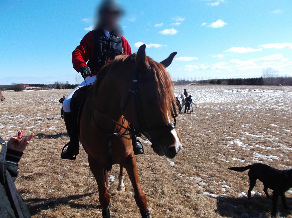 Forskellige af Amir & Jones. :P + Lidt jagtbilleder billede 15