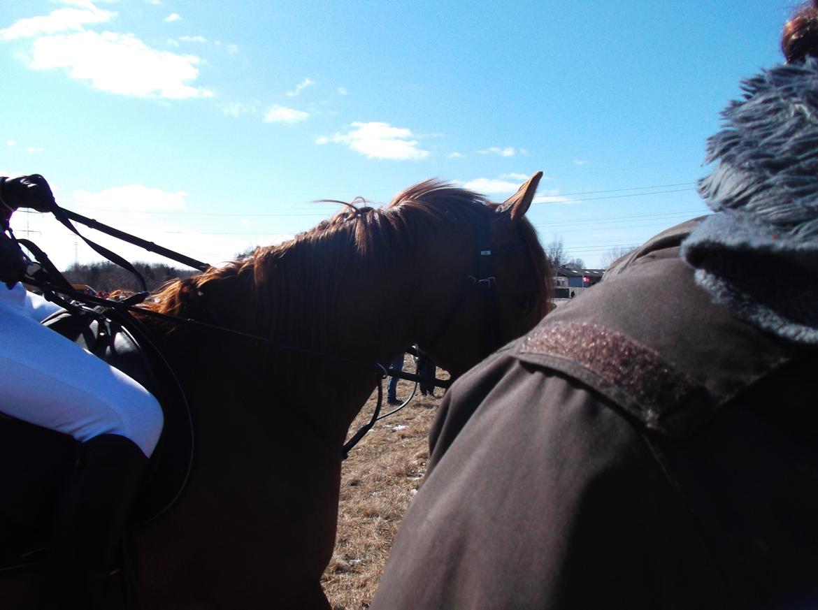 Forskellige af Amir & Jones. :P + Lidt jagtbilleder billede 17