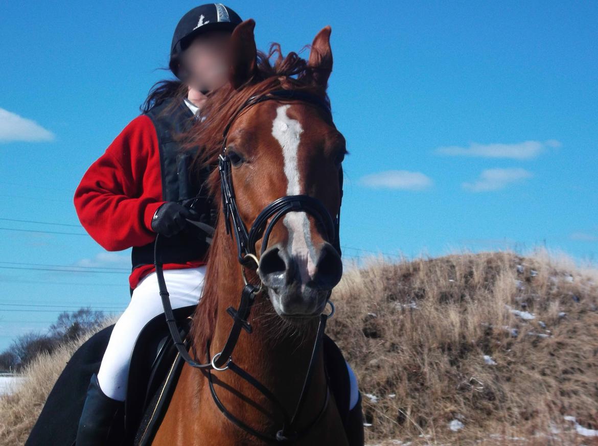 Forskellige af Amir & Jones. :P + Lidt jagtbilleder billede 20