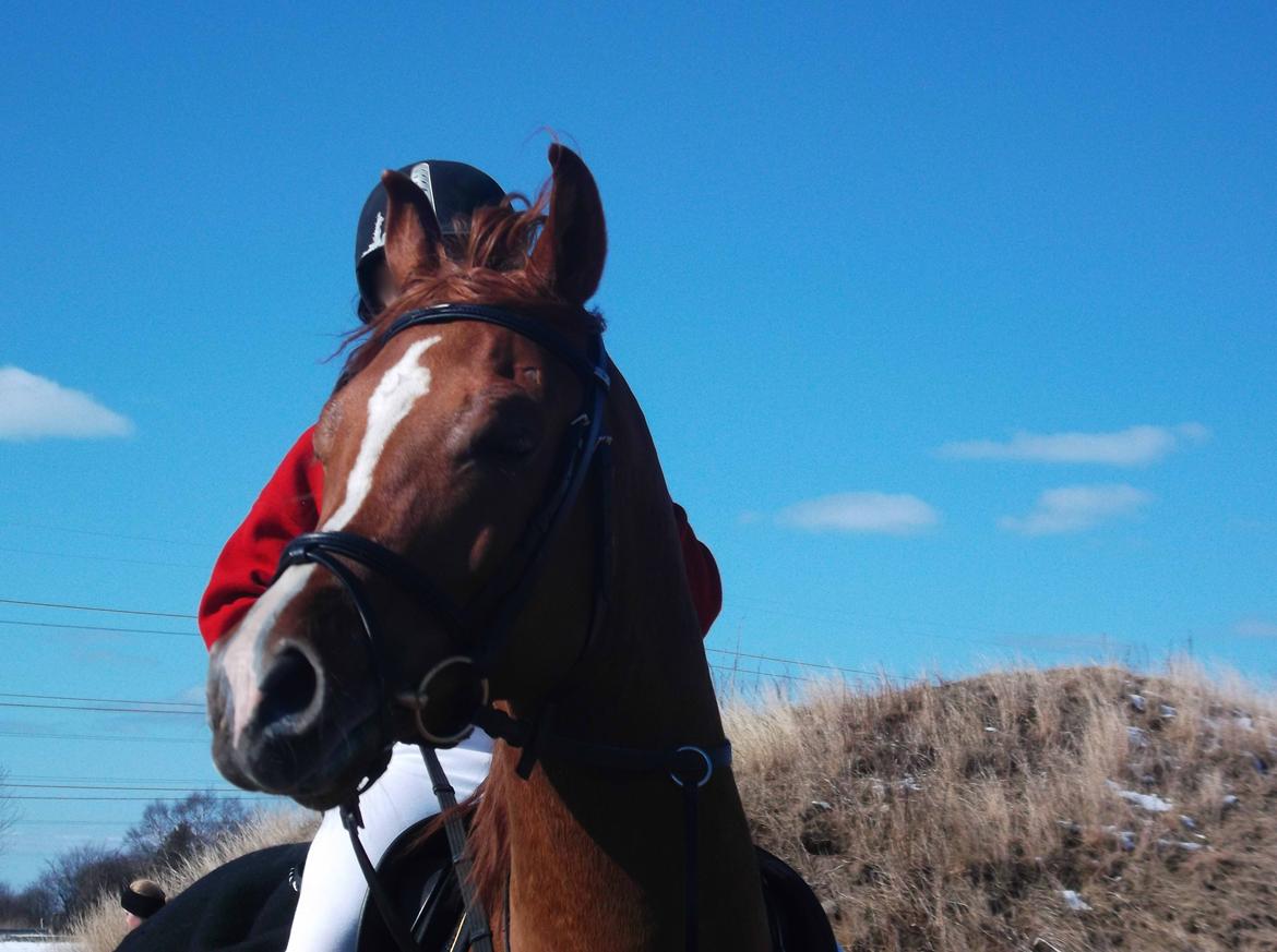 Forskellige af Amir & Jones. :P + Lidt jagtbilleder billede 21