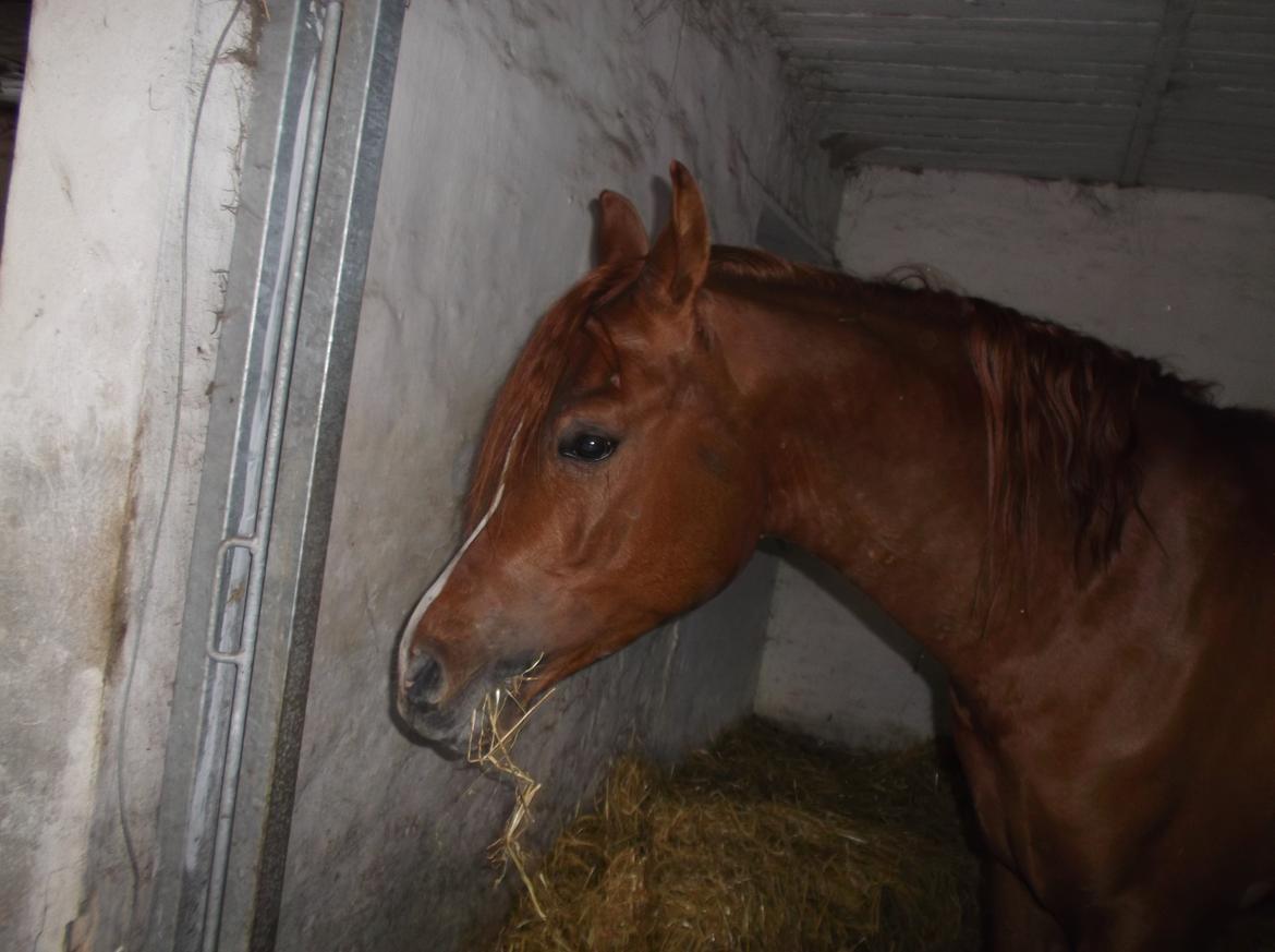 Forskellige af Amir & Jones. :P + Lidt jagtbilleder billede 26