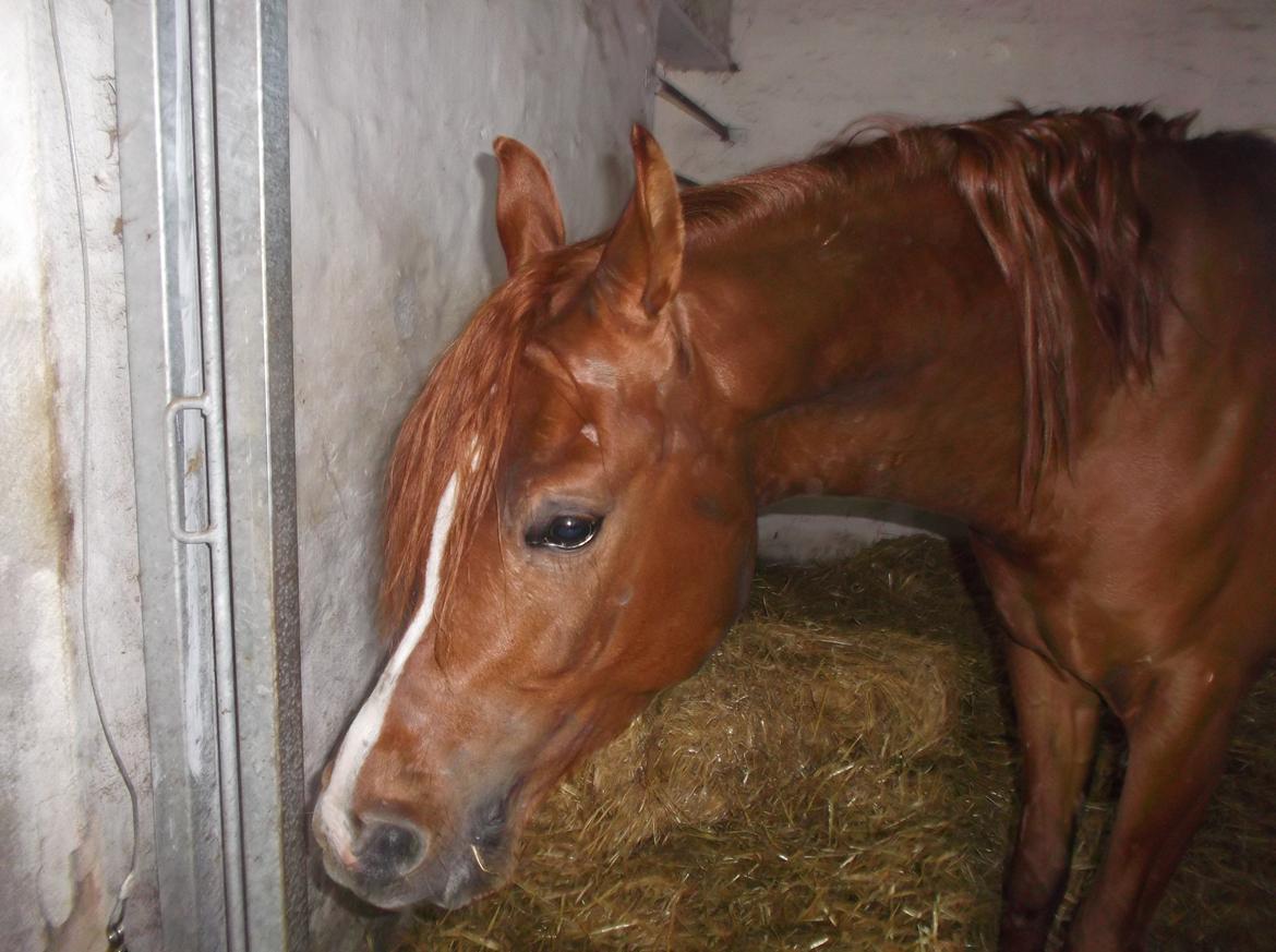 Forskellige af Amir & Jones. :P + Lidt jagtbilleder billede 27