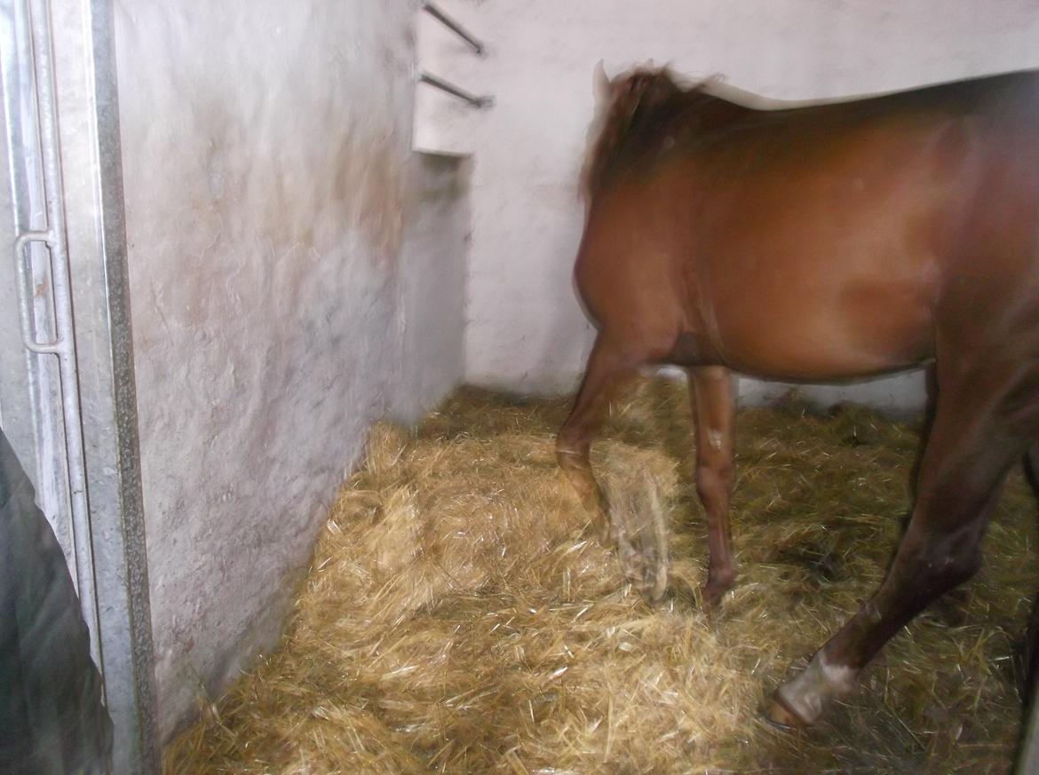 Forskellige af Amir & Jones. :P + Lidt jagtbilleder billede 28