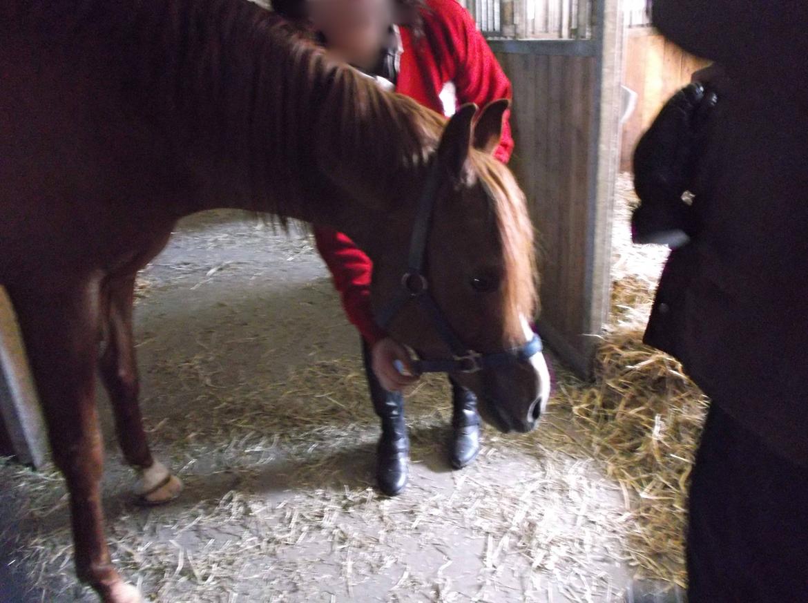 Forskellige af Amir & Jones. :P + Lidt jagtbilleder billede 29