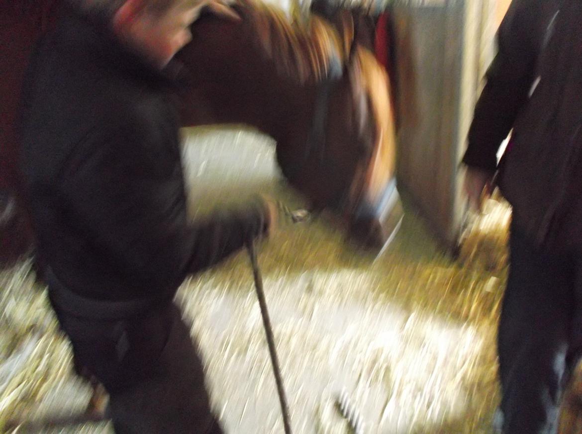 Forskellige af Amir & Jones. :P + Lidt jagtbilleder billede 30