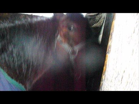 Forskellige af Amir & Jones. :P + Lidt jagtbilleder billede 36