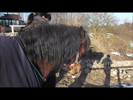 Forskellige af Amir & Jones. :P + Lidt jagtbilleder billede 44