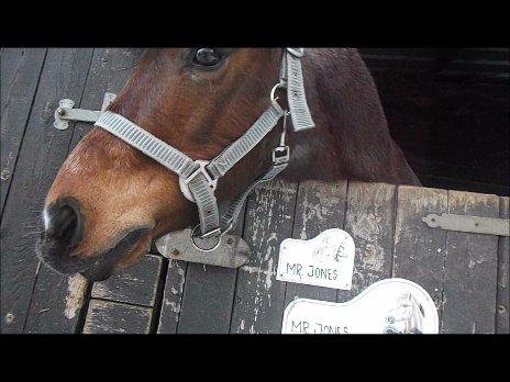 Forskellige af Amir & Jones. :P + Lidt jagtbilleder billede 47