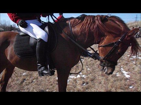 Forskellige af Amir & Jones. :P + Lidt jagtbilleder billede 48