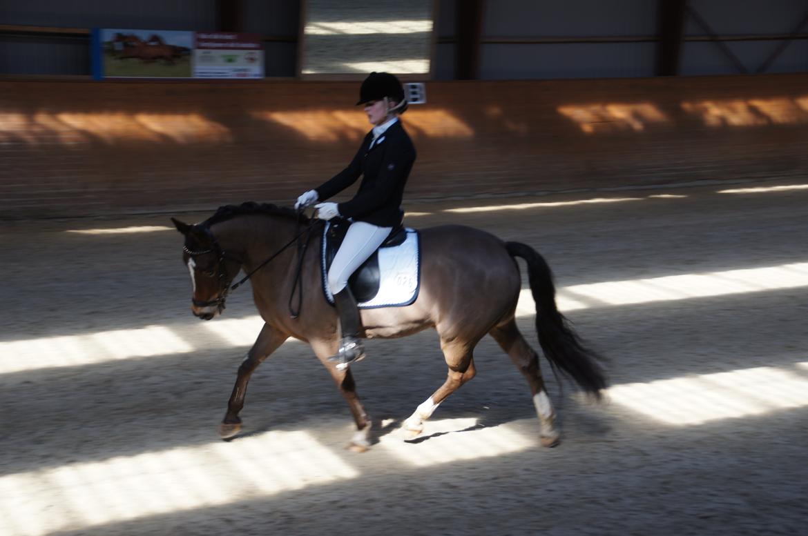 *Hestehavens Rideklub* Vores første LA6 billede 6