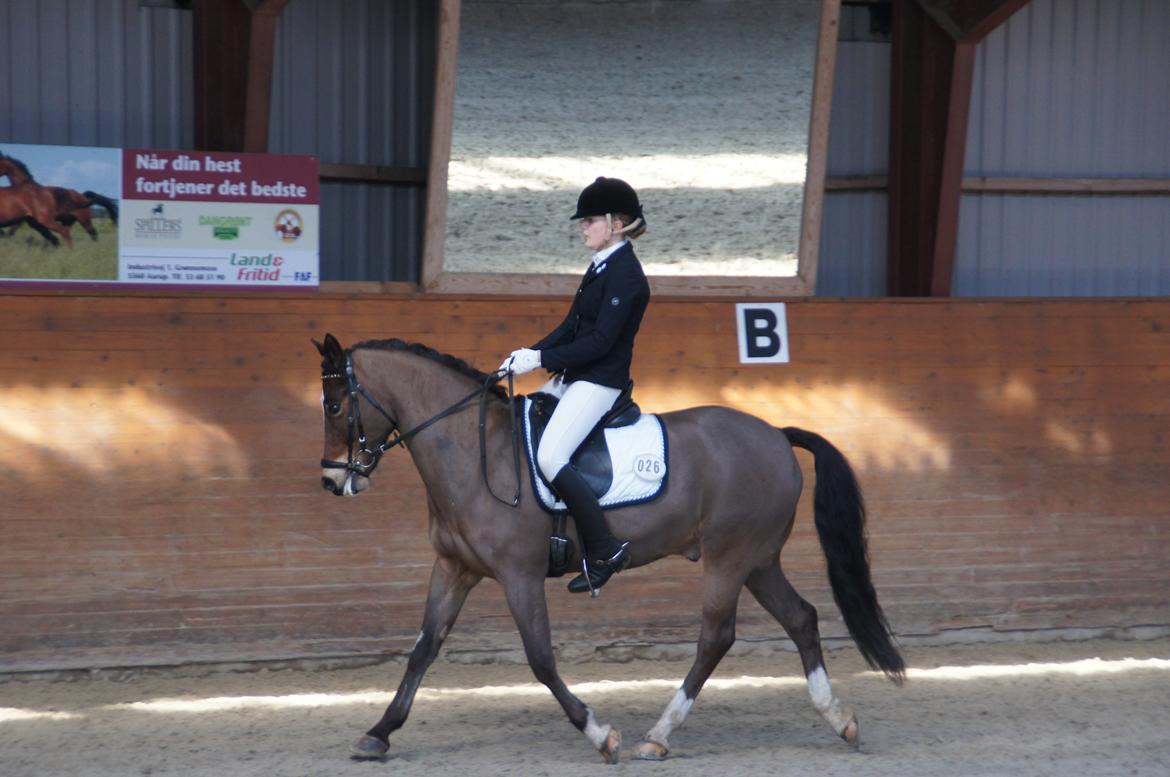 *Hestehavens Rideklub* Vores første LA6 billede 7
