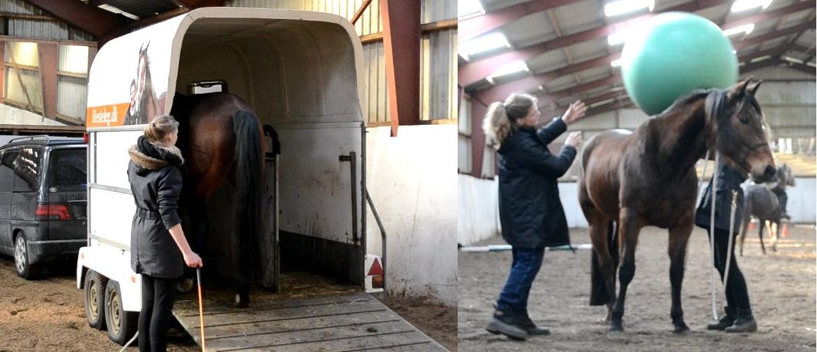 Vores billedebog. - D. 23/24 marts var jeg igen på kursus ved hesteleg. Denne gang lærte jeg også en hel masse. Vi sendte bl.a. hestene op i trailer og legede med bold og en mase andet! :-D Kan klart anbefales! billede 78