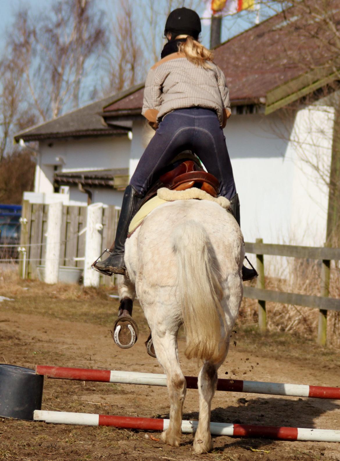 Alfred kan hoppe som en loppe :p billede 6