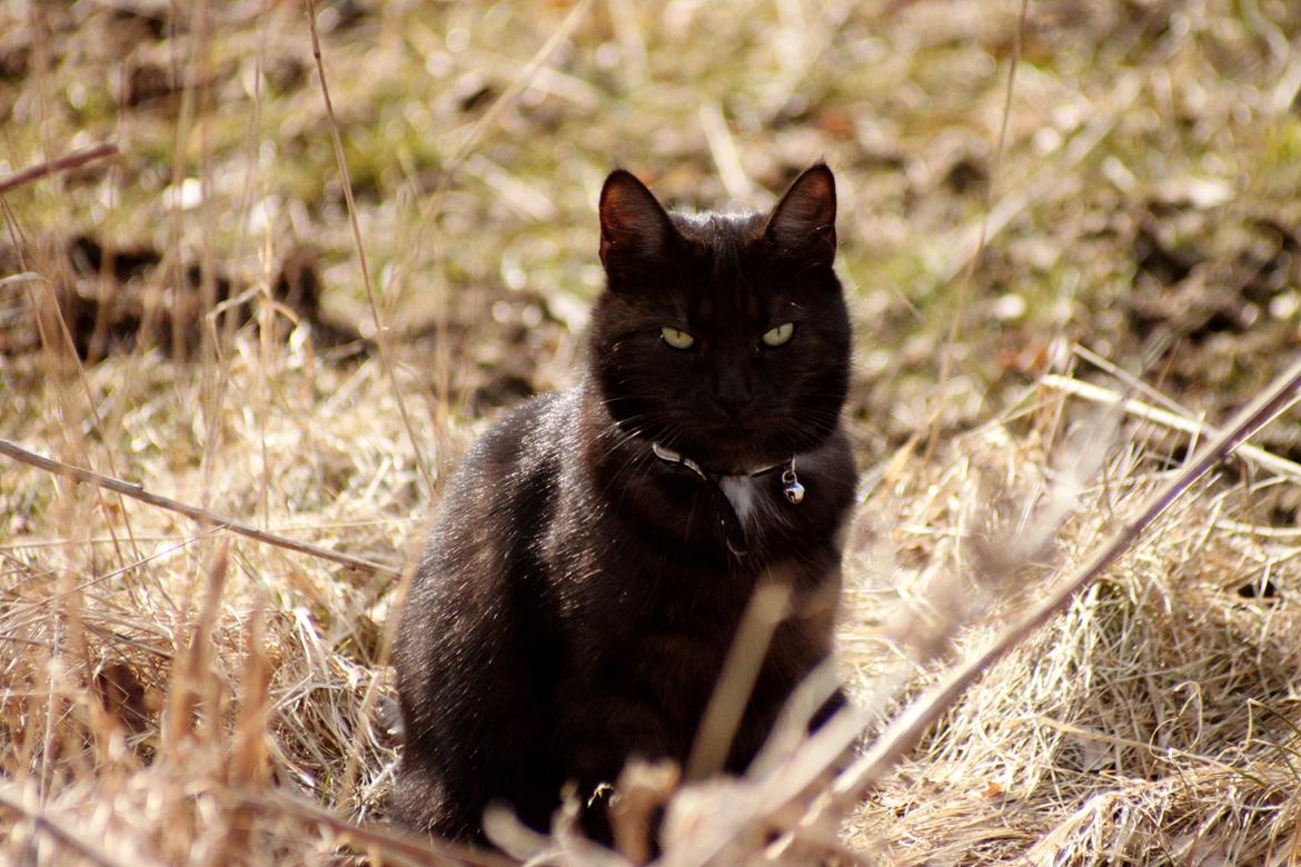 Alfred kan hoppe som en loppe :p billede 8