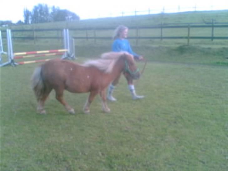 Heste fra Langstruplund - Uglen der longere snefnug i et træktov eller noget ;') billede 1