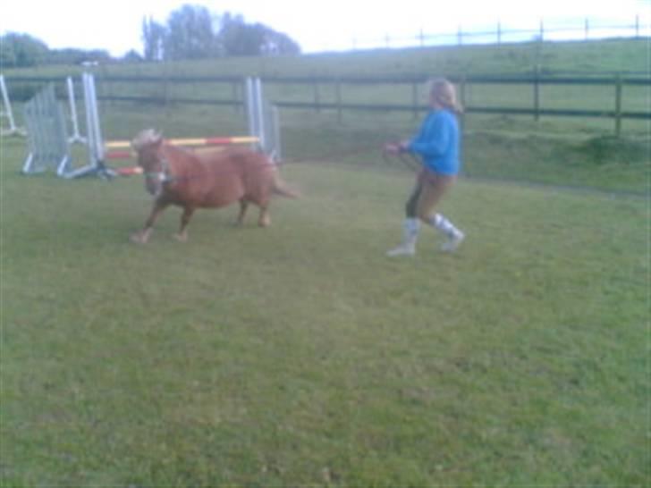 Heste fra Langstruplund - Den lille løbende snefnug ;) billede 2