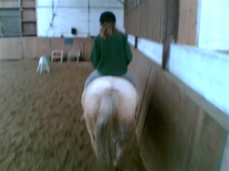 Heste fra Langstruplund - Liv & Bailey, bagfra & uden saddel. Da begge vores parter var halte, og vi skulle skridte dem :b billede 4