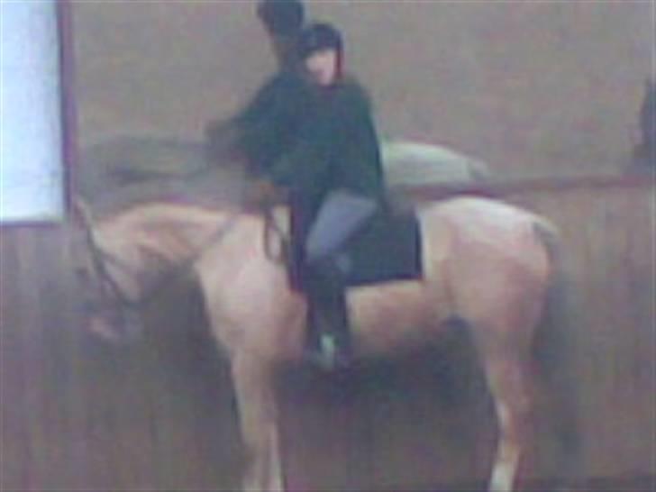 Heste fra Langstruplund - Liv & Bailey, der står klar til øvning af julekvadrilje 07 (: billede 5