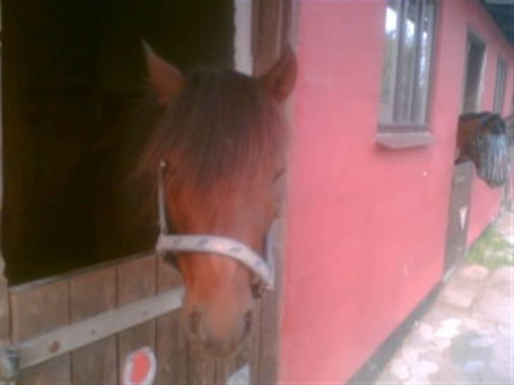 Heste fra Langstruplund - Balder, Katrins gamle part. <3
Han er så sød&underlig xD
Han minder om min kanin? :I billede 8