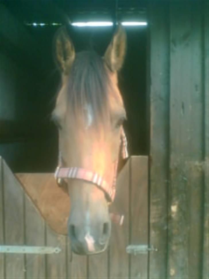 Heste fra Langstruplund - Pretty :p
Julie har 100% ret på billedet, så hvis jeg skal slette det siger du bare til? :)
Pretty har stået på langstruplund, så det er også rimlig lang tid siden dette billede er taget. billede 9