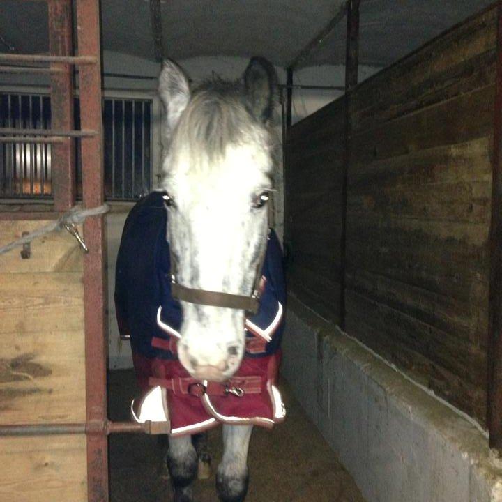 Zuper Zebran billede 1