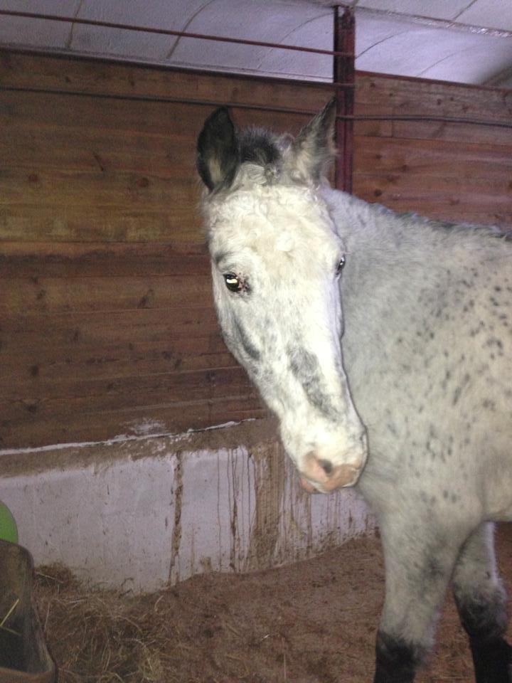 Zuper Zebran billede 2