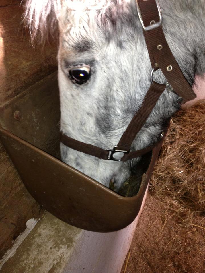 Zuper Zebran billede 3