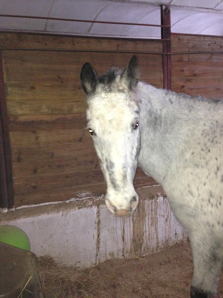 Zuper Zebran billede 4