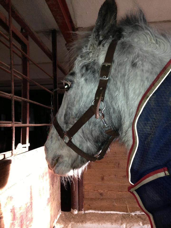 Zuper Zebran billede 5