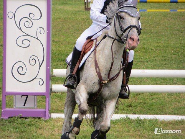 Zuper Zebran billede 8